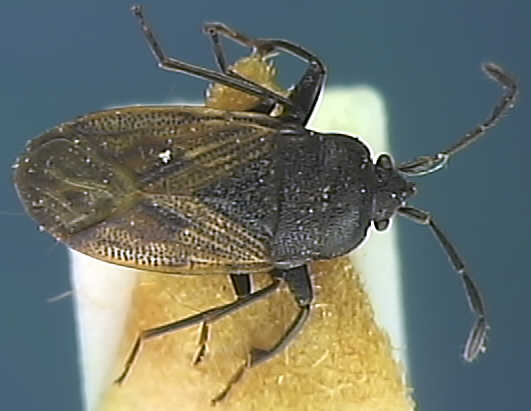 Drymus sylvaticus